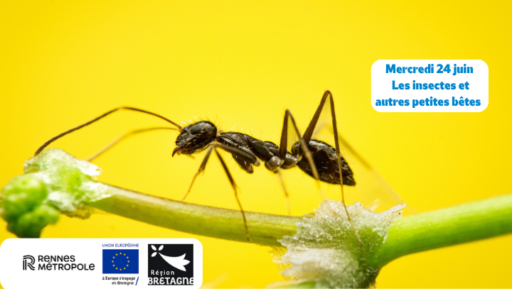 Les insectes et autres petites bêtes